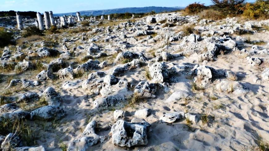 Floresta Petrificada